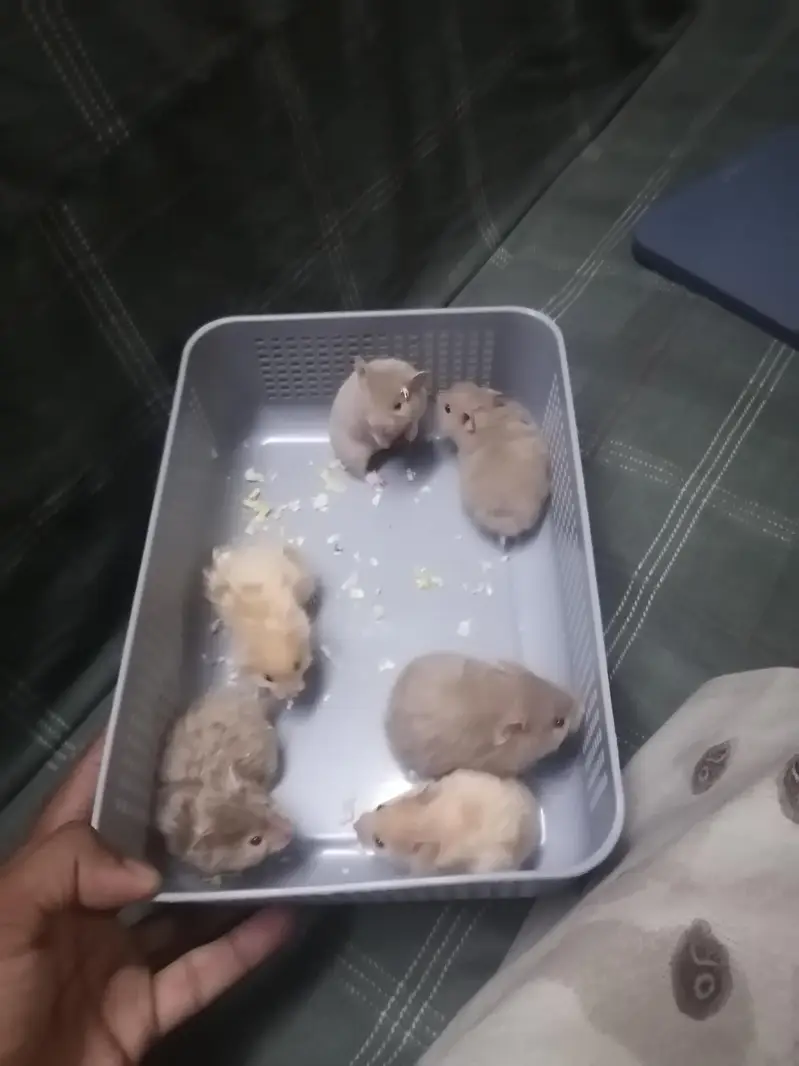 Hamsters — photo 2