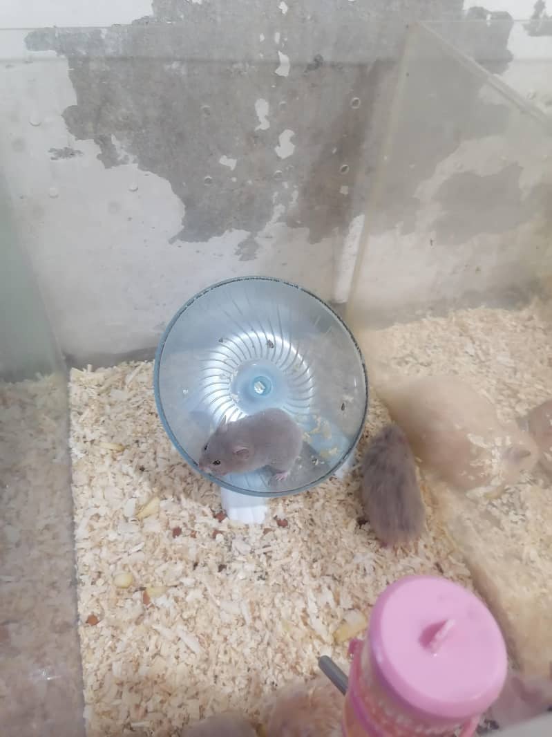 Hamsters 2