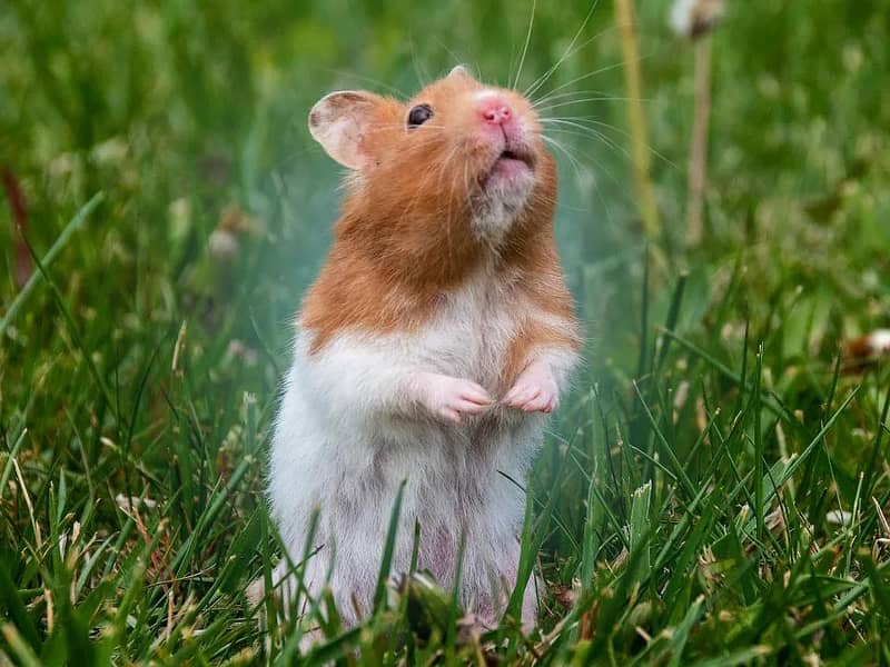 Hamsters 4
