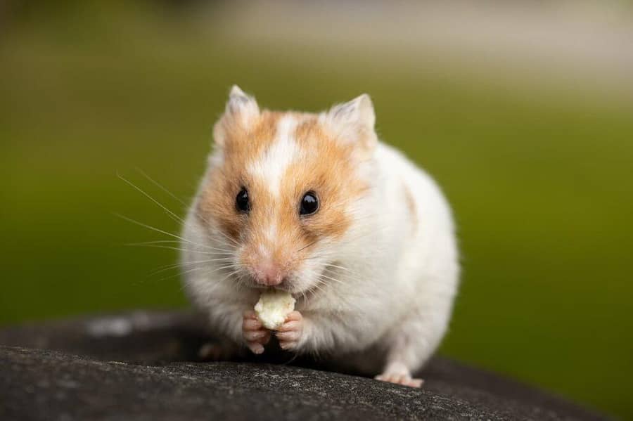 Hamsters 5