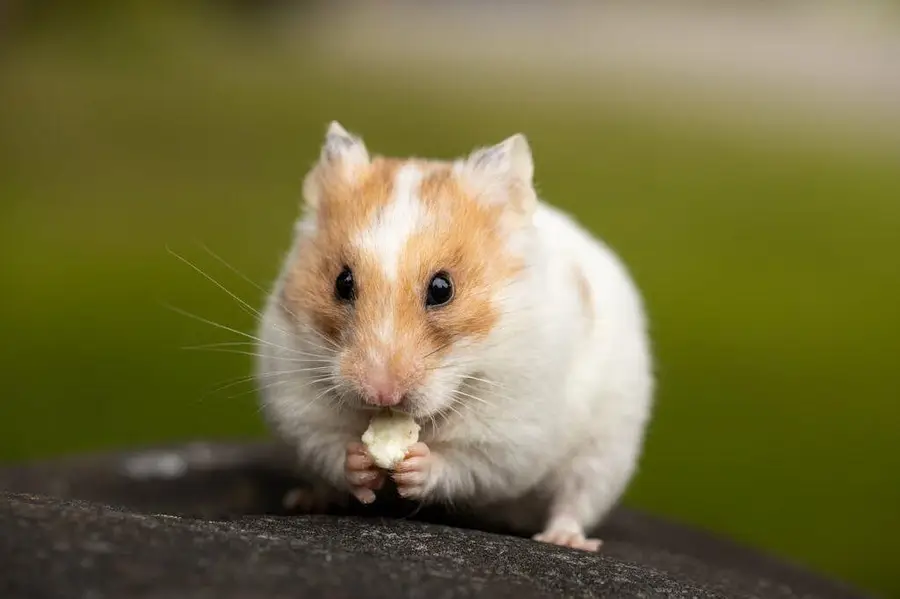 Hamsters — photo 6