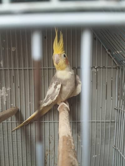 cocktail breeder pair with cage