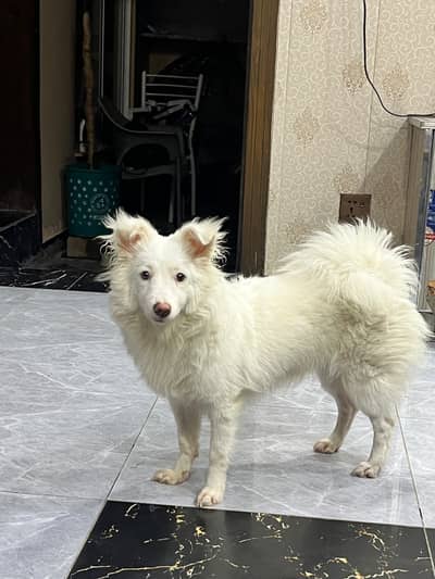 Russian Dog Female Proper Vaccinated