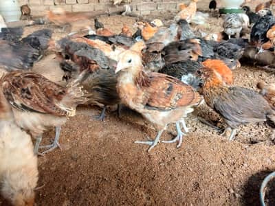 Golden/Desi - Male/Female available in huge quantity