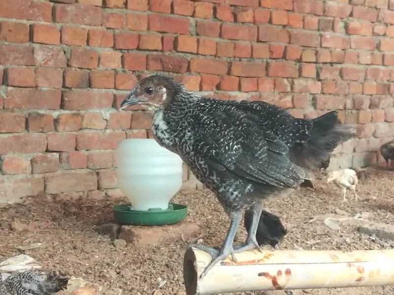 Golden/Desi - Male/Female available in huge quantity — photo 2