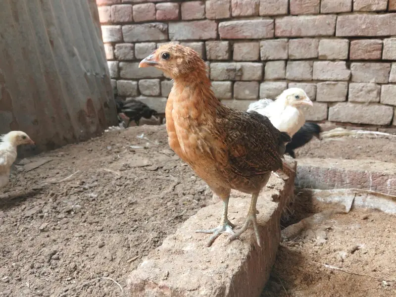 Golden/Desi - Male/Female available in huge quantity — photo 3