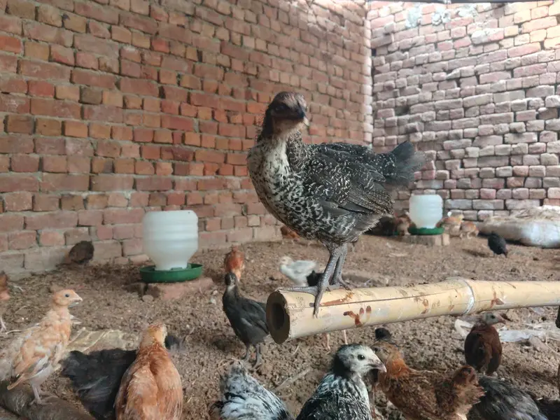 Golden/Desi - Male/Female available in huge quantity — photo 4