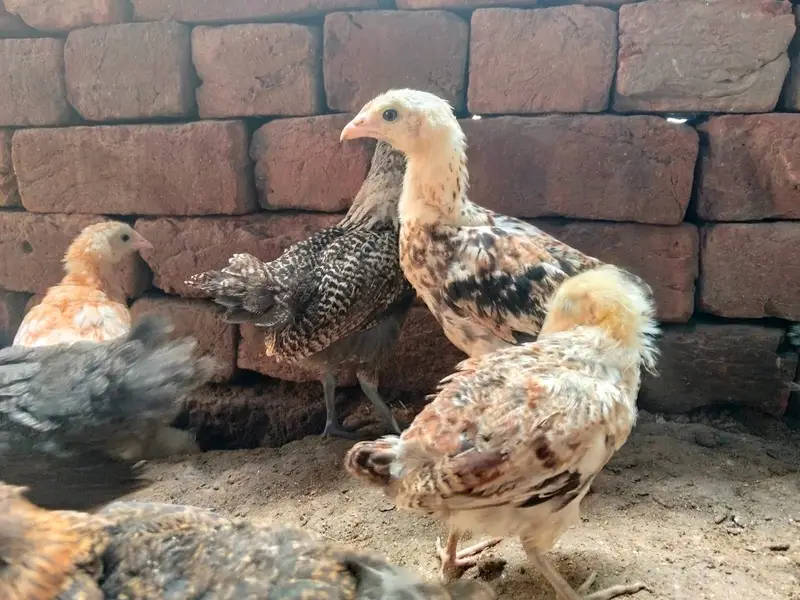 Golden/Desi - Male/Female available in huge quantity — photo 5