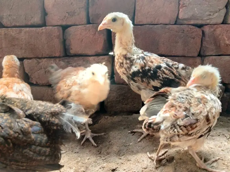 Golden/Desi - Male/Female available in huge quantity — photo 6