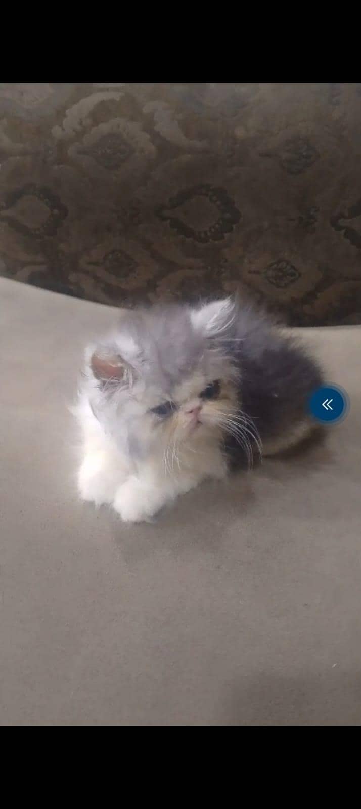 peke face 0
