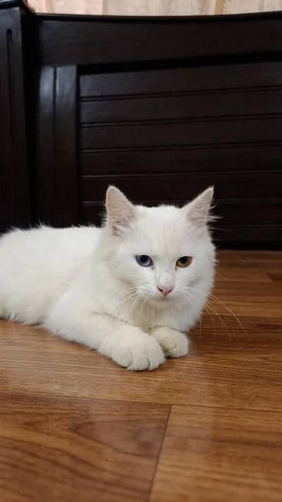 Persian cat
