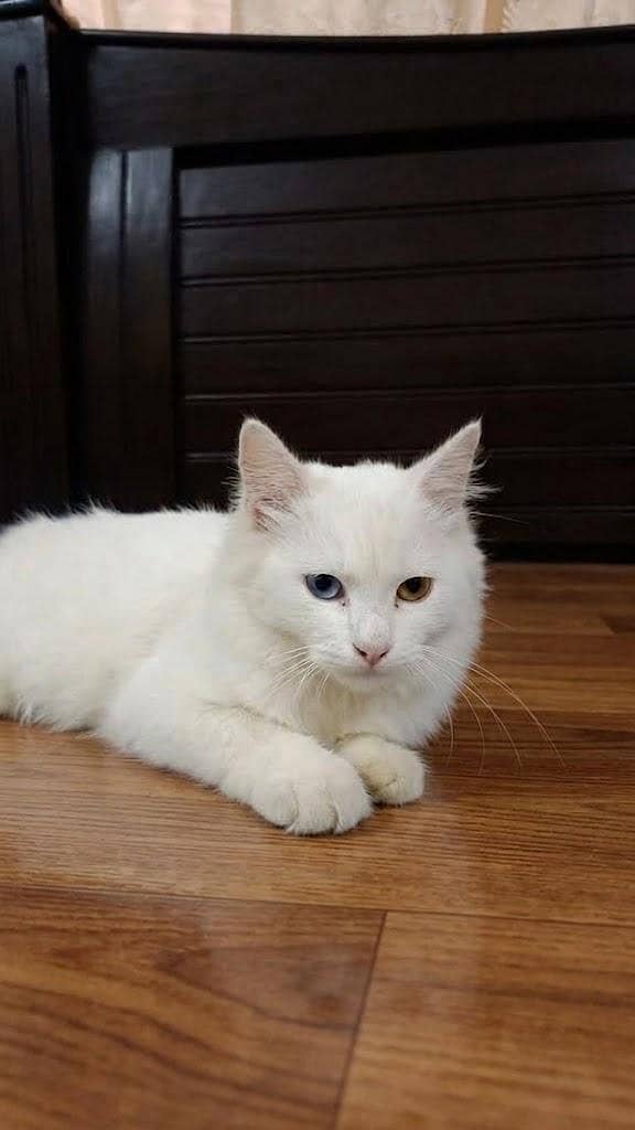 Persian cat 0