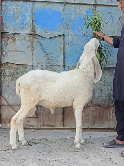 larkana male