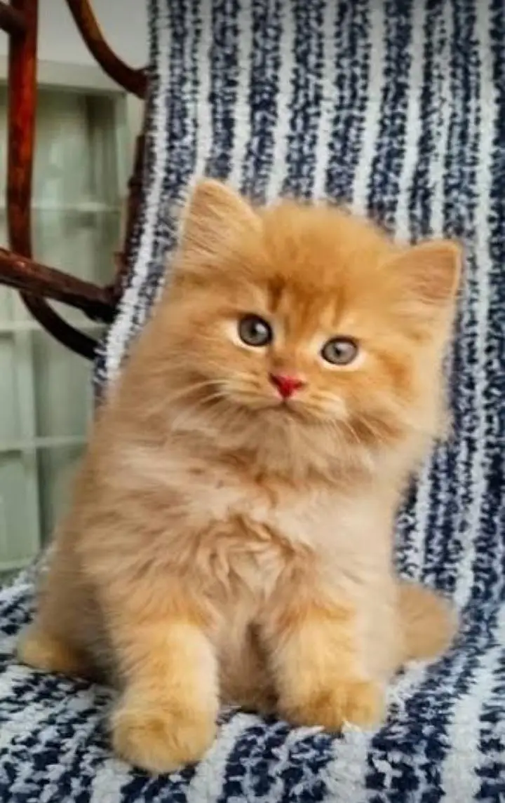 CUTE PLAYFUL PERSIAN KITTENS — photo 2