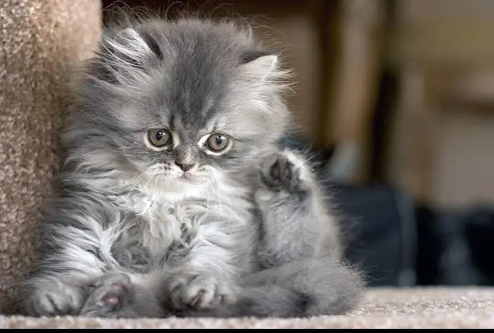 CUTE PLAYFUL PERSIAN KITTENS — photo 3