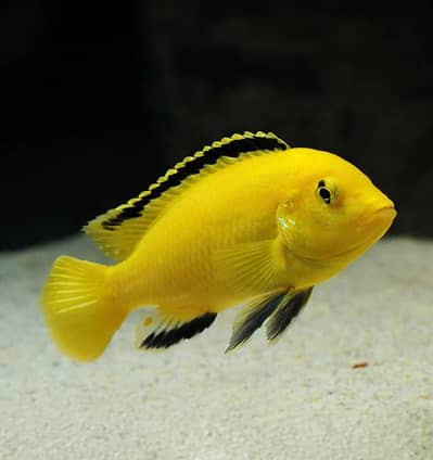 Exotic Fishes | Monster Fishes | Rs. 400-50,000 worth Fishes available