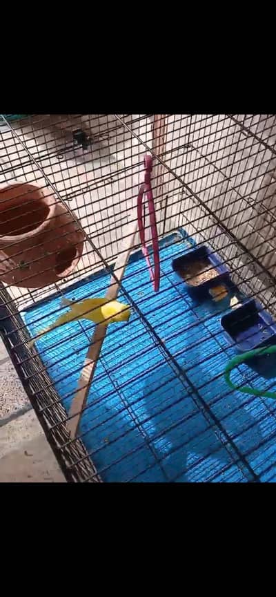 Budgie beautiful red eyes || very active || breeding pairs