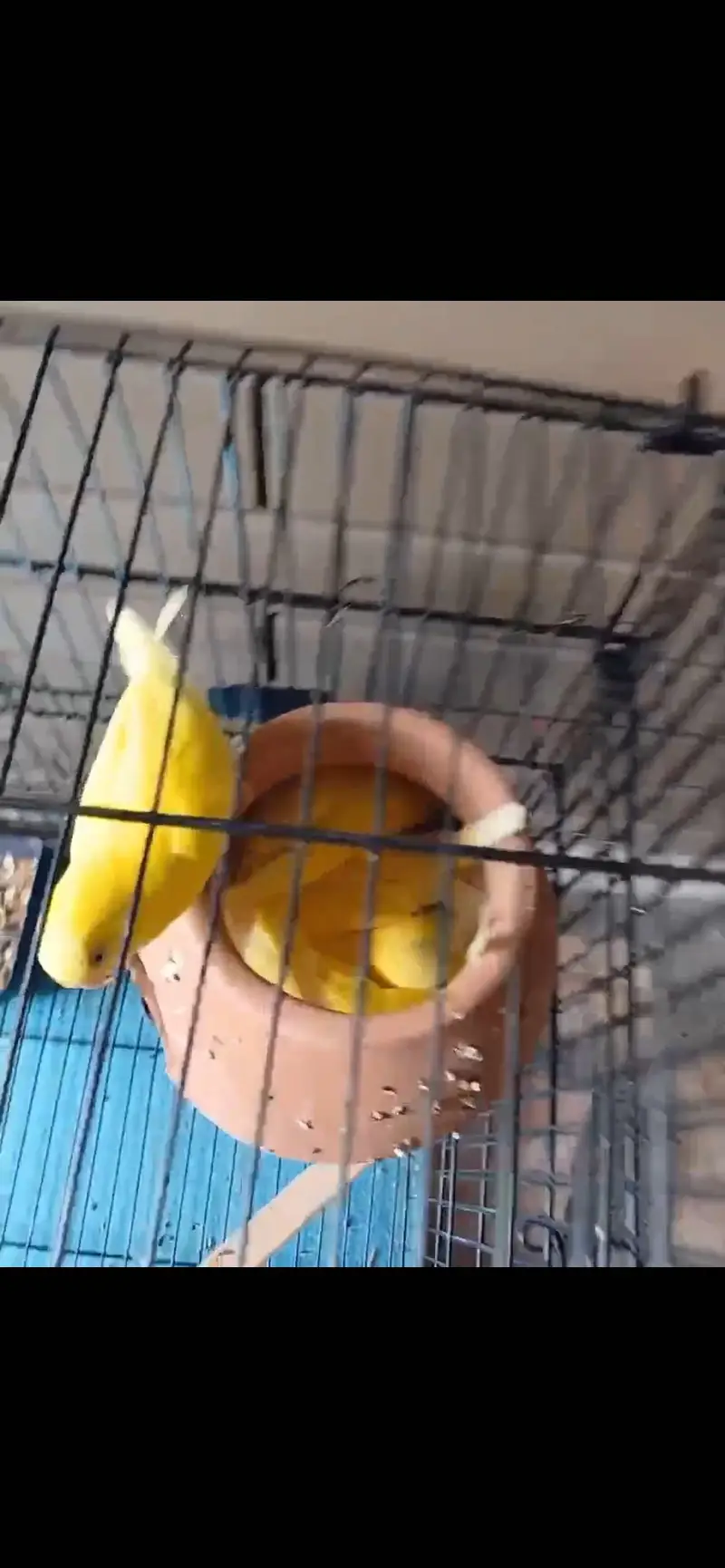 Budgie beautiful red eyes || very active || breeding pairs — photo 3
