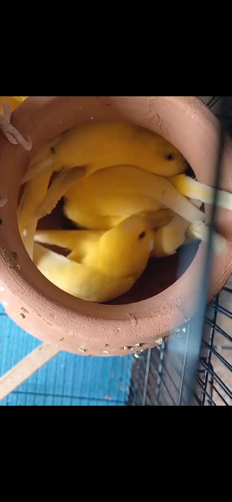 Budgie beautiful red eyes || very active || breeding pairs — photo 5