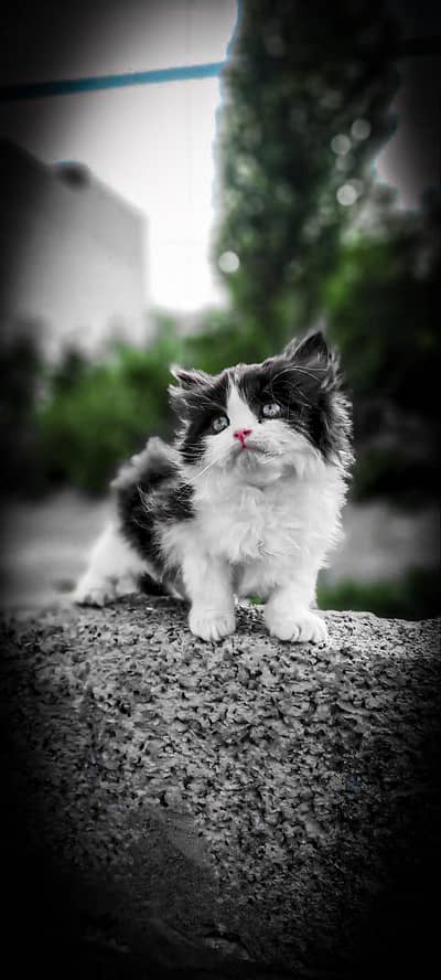 ragdoll Ketten for sale