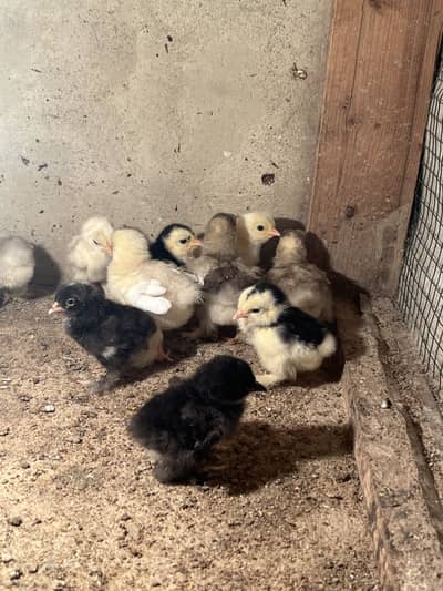 Mix bantam