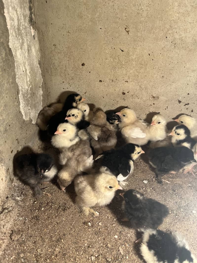 Mix bantam 1