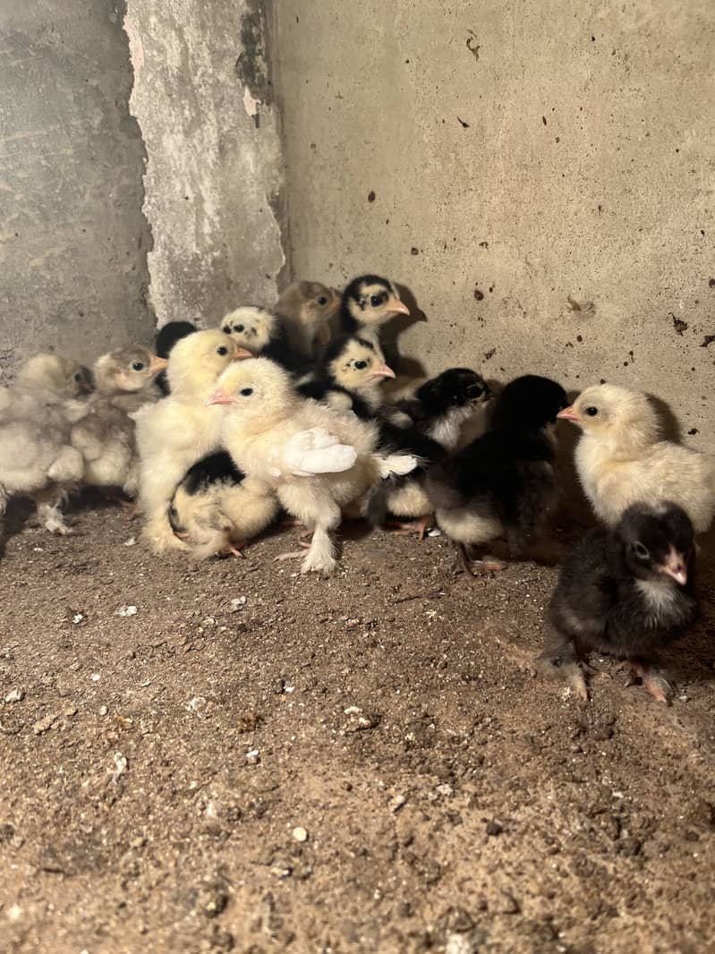 Mix bantam 2