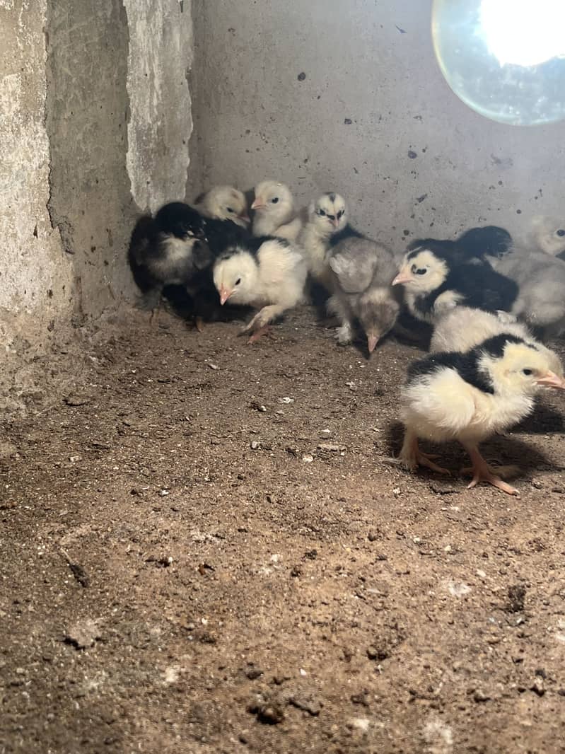 Mix bantam 3