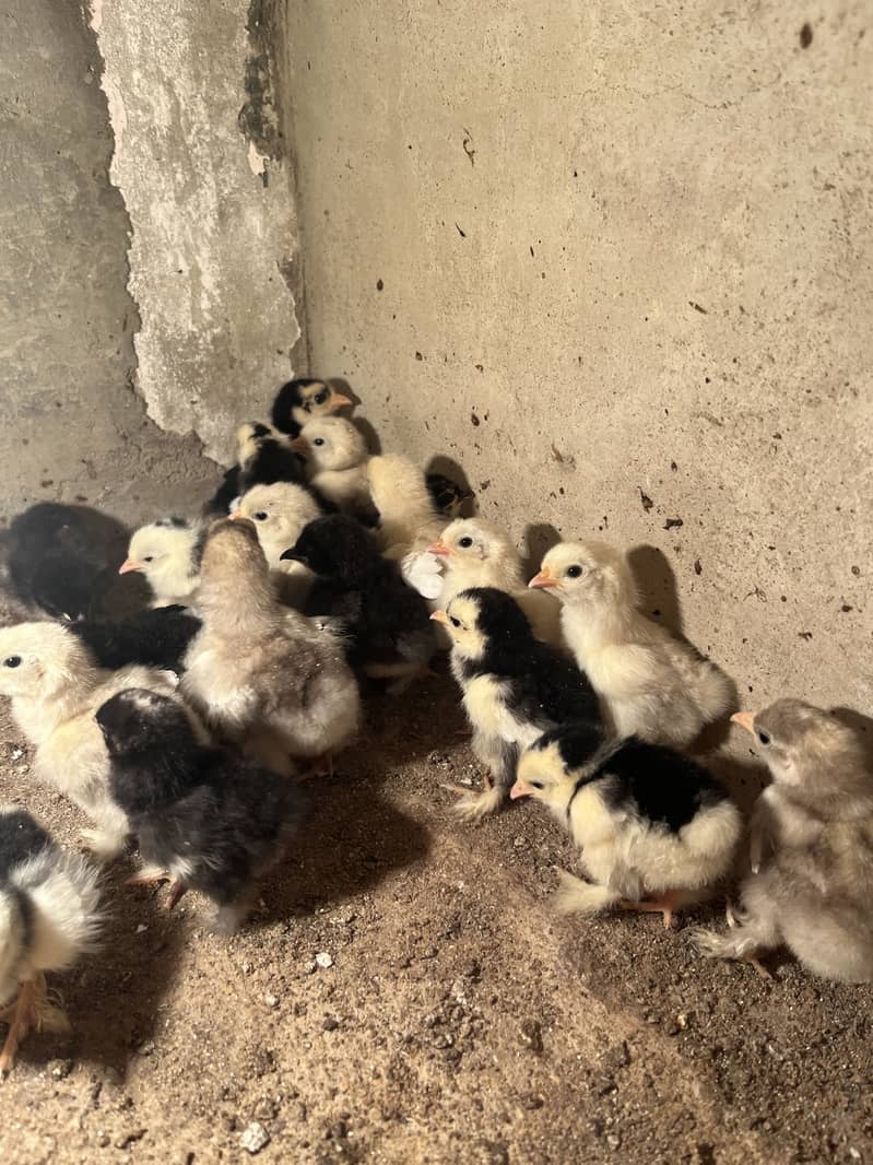 Mix bantam 4