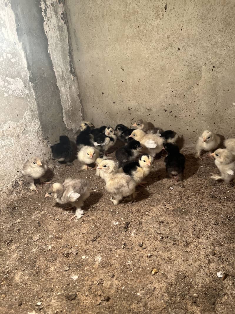 Mix bantam 5