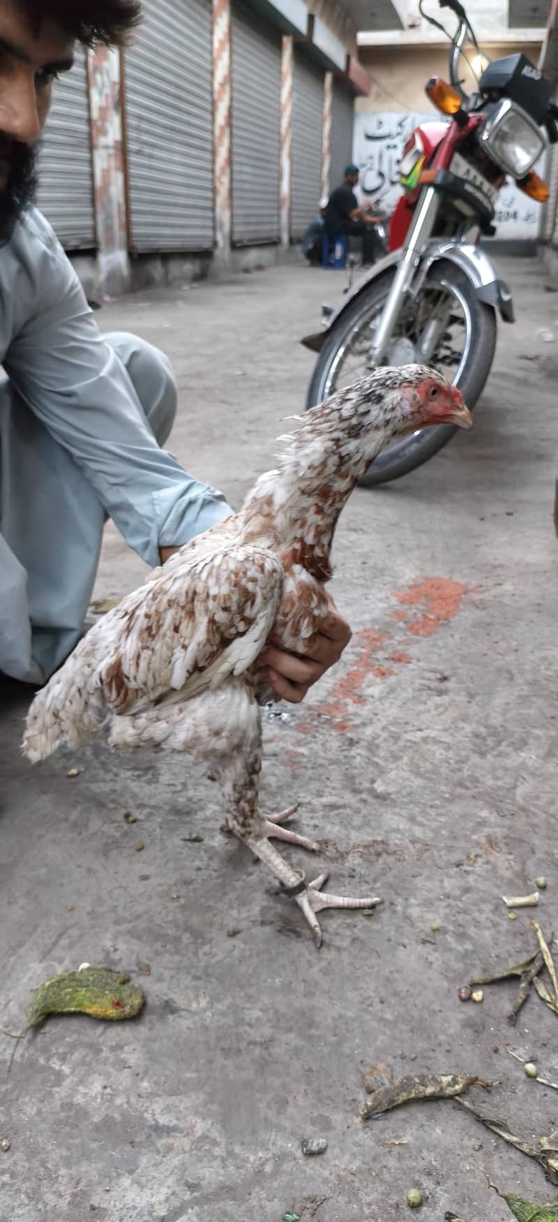 chini mandi 1