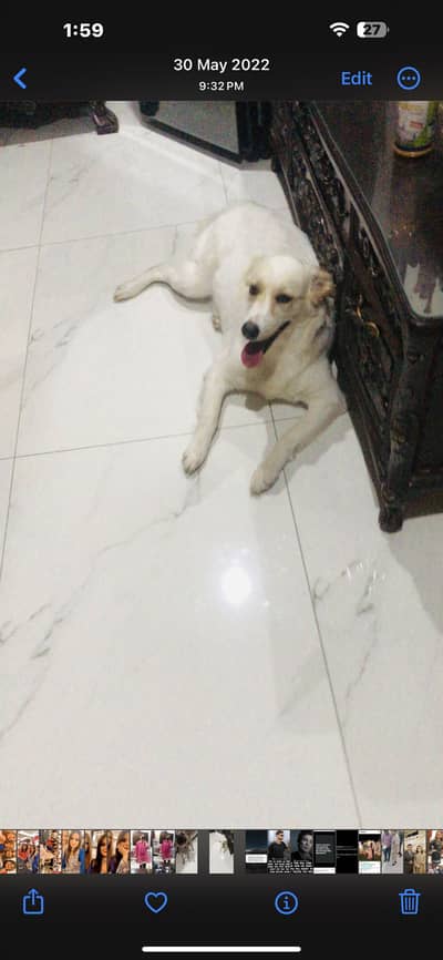 Golden retriever and afgahn gucci cross call on 03332279912