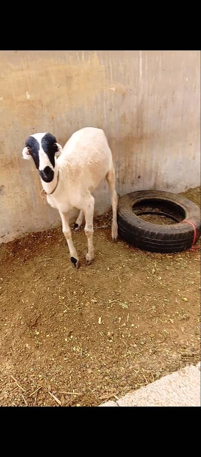 Dumba for sale