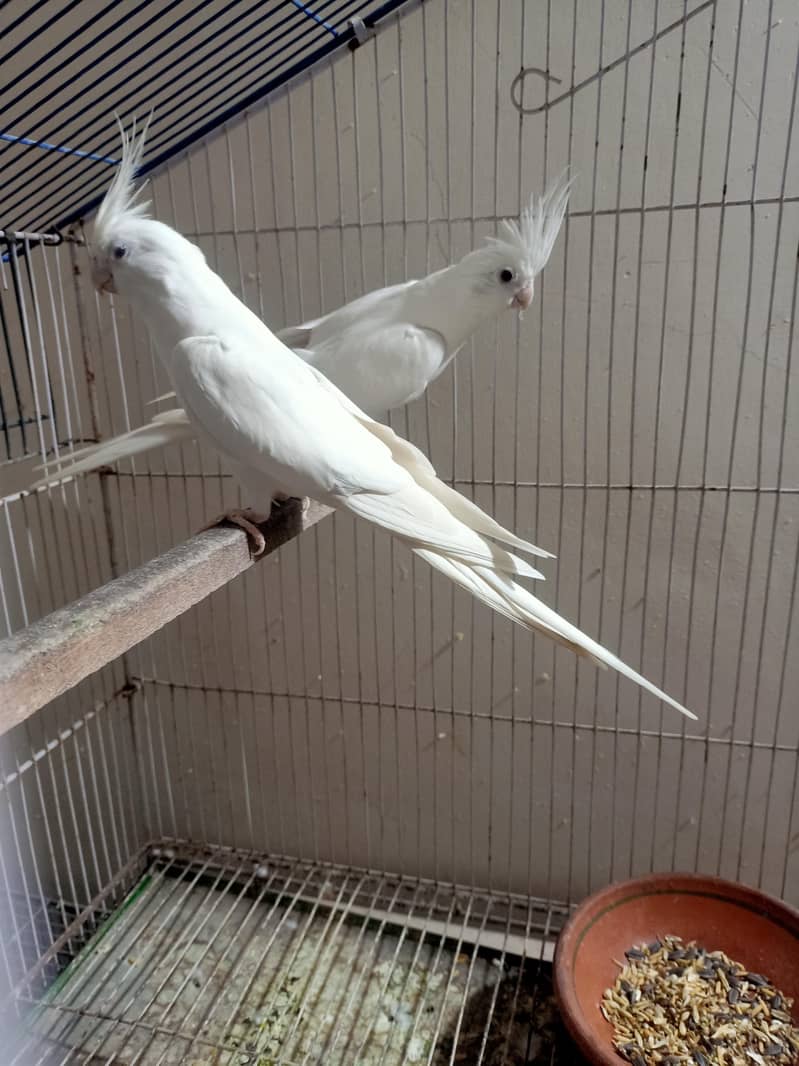 Quality  pair 0