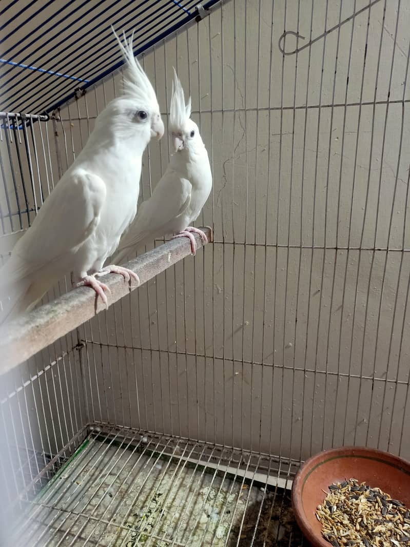 Quality  pair 2