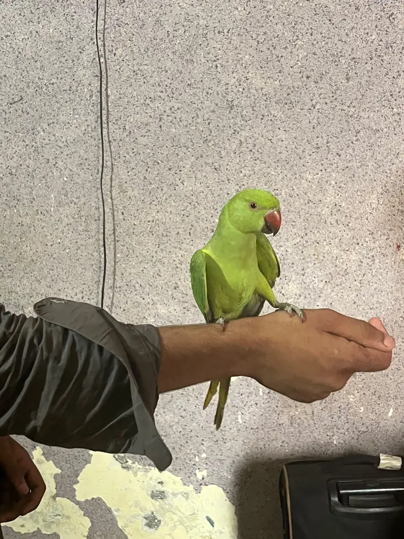 very beautiful parrot — photo 2
