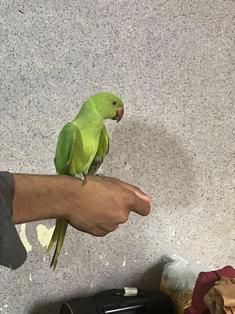 very beautiful parrot — photo 3