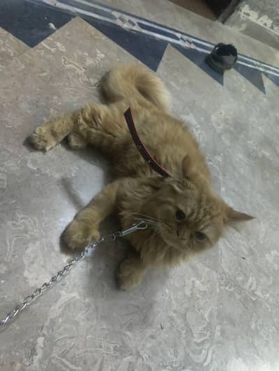 long coat Persian male cat