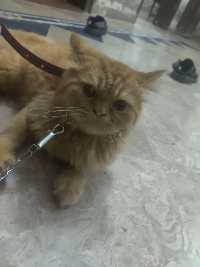 long coat Persian male cat — photo 2