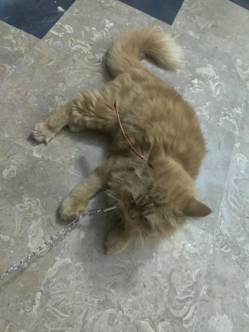 long coat Persian male cat — photo 3