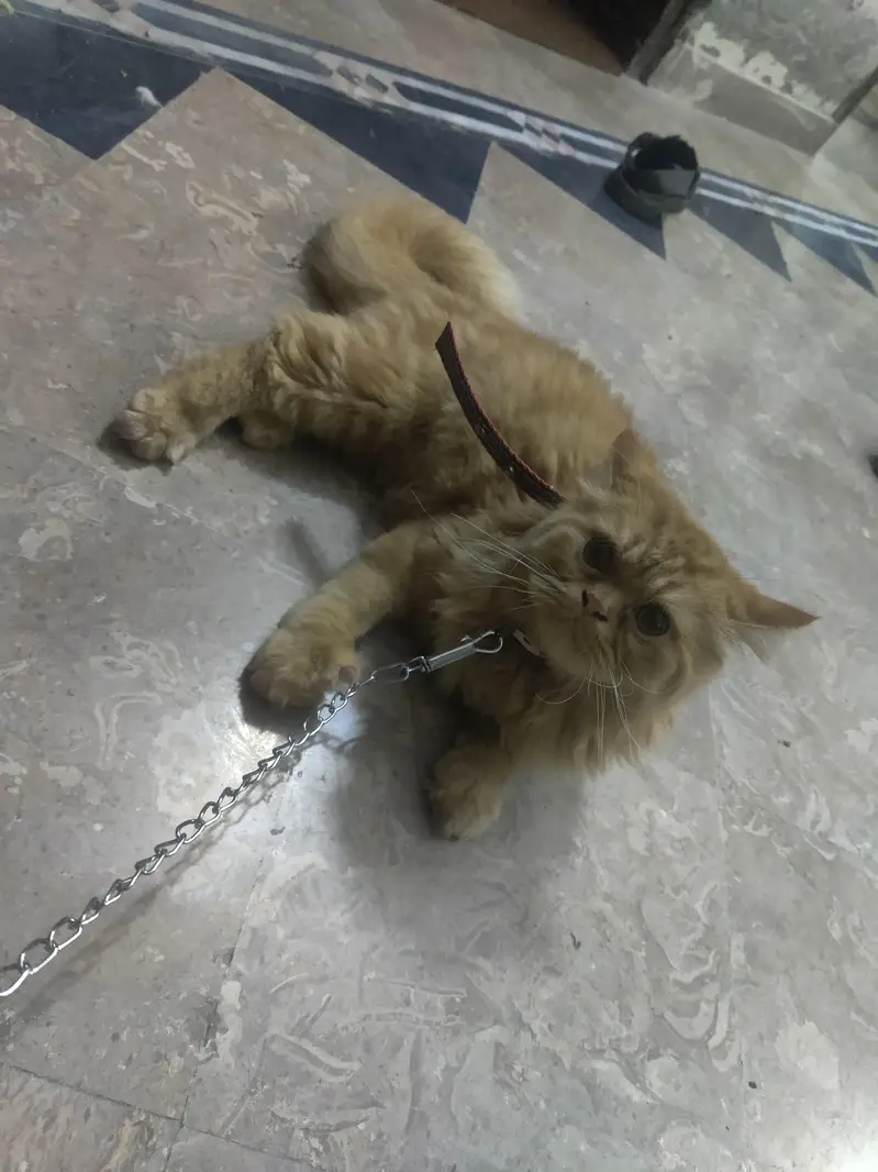 long coat Persian male cat — photo 4