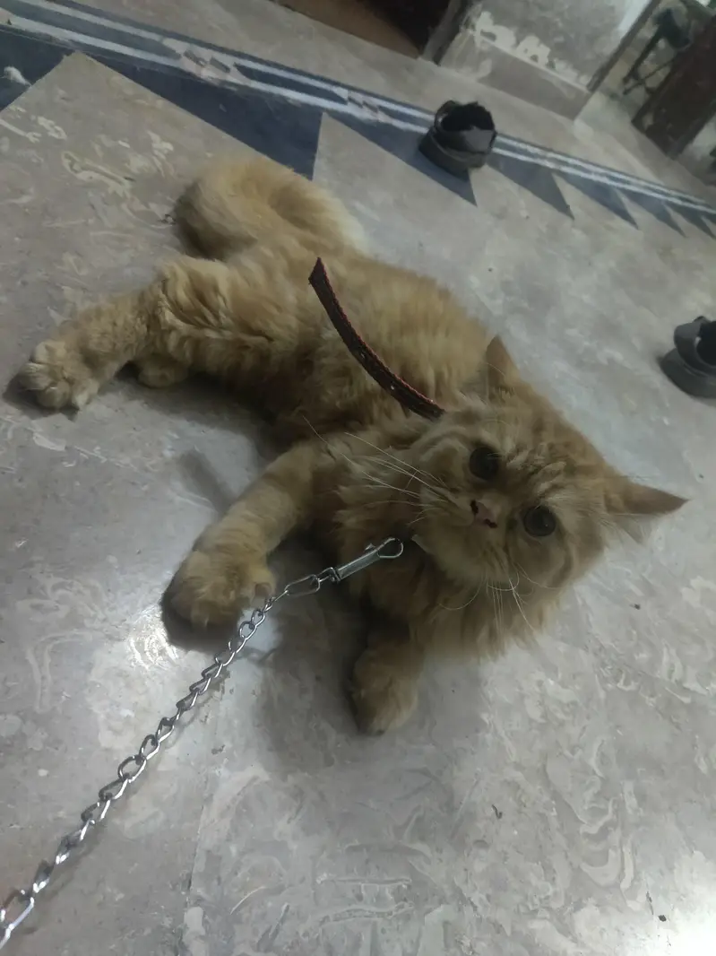 long coat Persian male cat — photo 5