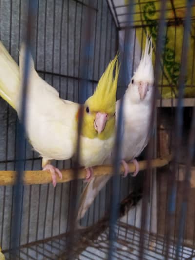 Lutino Cockatiels