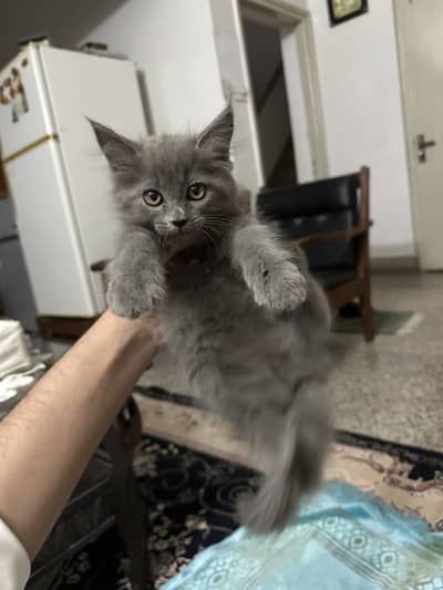 Persian Cat Grey Male