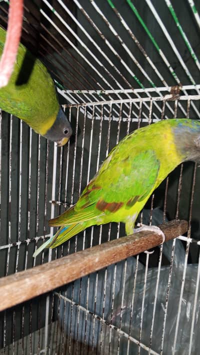 nail tail fly ok Green chick red factor counre 3 piece tame