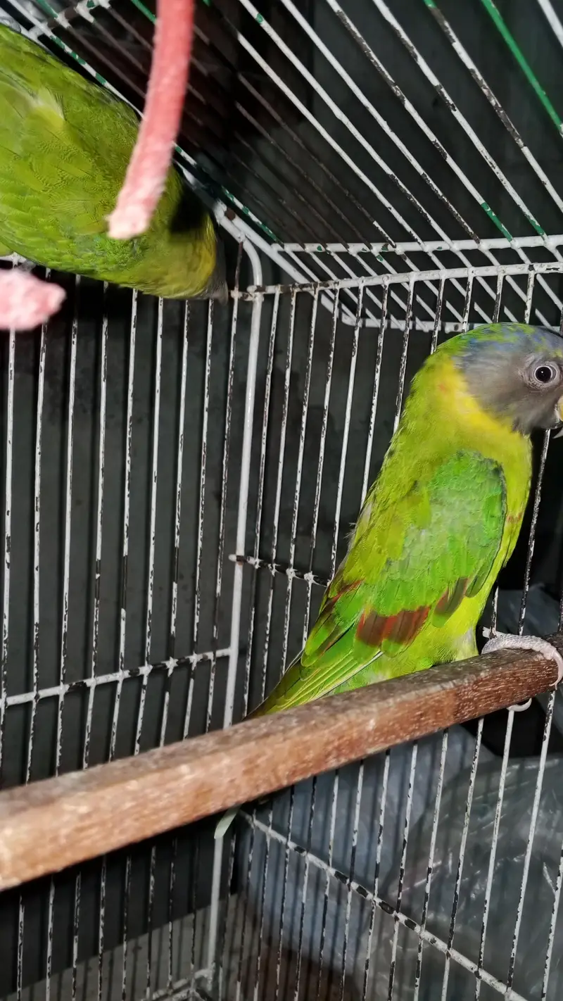 Friday offer plum head pair final 12k green chick conure handtame3 20k — photo 2