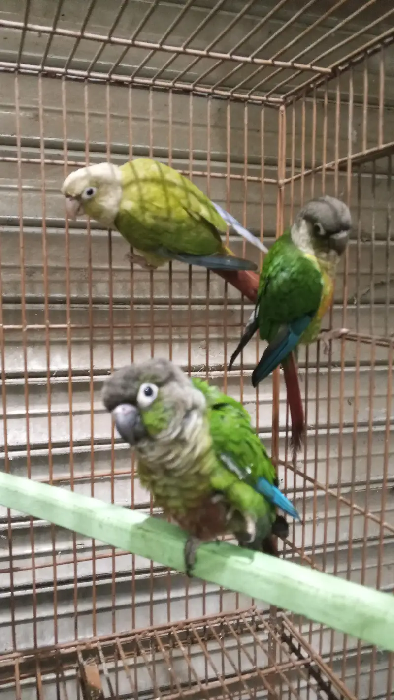 Friday offer plum head pair final 12k green chick conure handtame3 20k — photo 3