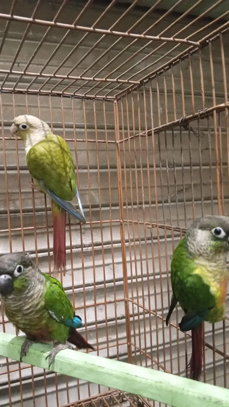 Friday offer plum head pair final 12k green chick conure handtame3 20k — photo 4
