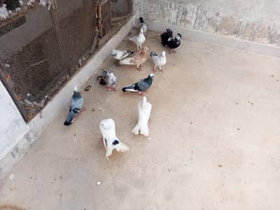 for sale 1000 per peace