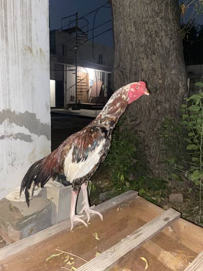  2 Handsome Roosters – Urgent Sale